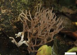 Image result for Asplenium markusbeckeri