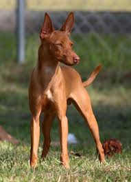Resultado de imaxes para podenco andaluz