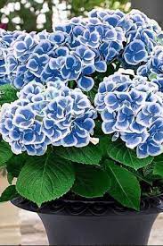 21 Ways To Grow Hydrangeas In Containers Growing Hydrangeas Hydrangea Garden Hydrangea Flower