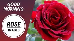 All of these good morning wishes with rose pictures are so lovable and cute. Lovely Good Morning Rose Images With Quotes