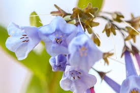 We dig into ingredients, side effects, testimonials and prices. Just In Time For Easter Wildflowers Emerge In Park Woods Emu News