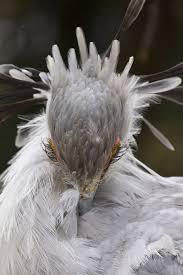 Birds Of A Feather Movie 2020 The Secretary Bird Is So Gorgeous It Could Easily Become A Character In A Pixar Movie Bored Panda In 2020 Beautiful Birds Bird Photo Bird
