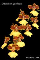 Image result for Gomphocarpus kaessneri