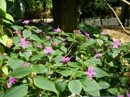 Image result for Impatiens zombensis