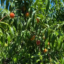 Image result for Prunus persica