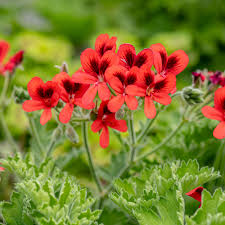Image result for Pelargonium
