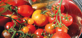 Ein heller standort bei moderater umgebungstemperatur ist. Tomaten Tipps Saen Pflanzen Pflegen Ernten Waschbar