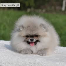 Roksi Byutiful Gyorl → Померанский шпиц