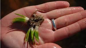 Image result for Isoetes welwitschii