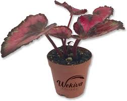 Image result for Begonia nyassensis