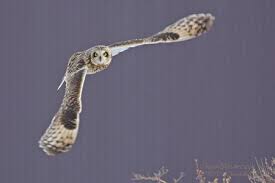 Learn all about birds of prey at howstuffworks. Ohio Birds Of Prey From Eagles To Owls Falcons To Hawks Identifying The State S Raptors Photos Cleveland Com