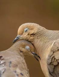 Mates For Life We Have Much To Learn From These Two Old Birds Happy Valentines Day To All The Ladies Young And Old Birds Animals Beautiful Pet Birds