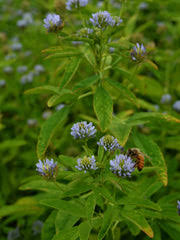 Image result for Trigonella anguina