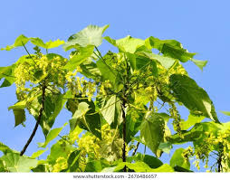 Image result for Macaranga schweinfurthii