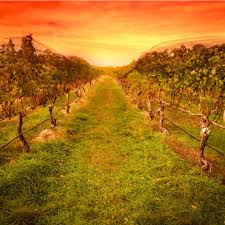 Mcguigan wines holds the title of being one of the top wine makers in the hunter valley. 1 Day Hunter Valley Wine Tour 125