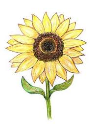 Sunflower to draw easy to draw sunflower sunflower images for. Sunflower Colored Pencils Drawing Sunflower Drawing Sunflower Illustration Sunflower Colors