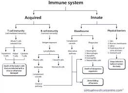 what is the cellular component of the immune system quora