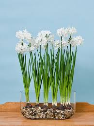 11 Flowers That Survive In Winter Blooming Plants To Grow In The House Indoor Flowers Winter Flowers Garden Indoor Plants