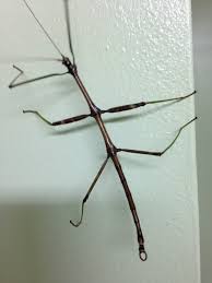 Stick Insect Collecting today