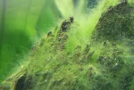Just swimming in water infected with black algae can be enough to cause illness. Types Of Algae Growth Found In A Tropical Fish Tank Tropical Fish Site