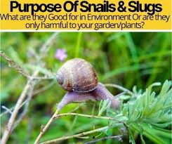 Aug 07, 2012 · slugs and snails are very damaging garden pests that can be found throughout most of the world, most often in temperate, humid climates. What Is The Purpose Of Snails Slugs In Garden Environment