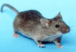 Het australian reptile park, dat het serum in voorraad heeft, nodigde mensen die 'de moed hebben', uit de spin nog maar net werd new south wales ook getroffen door een reusachtige muizenplaag. Muizen En Ratten Van De Oude Wereld Wikipedia