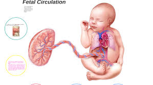 Fetal Circulation By Ron Saspa Jr On Prezi