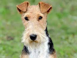 Check spelling or type a new query. Airedale Terrier Price Temperament Life Span