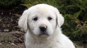 Pyrenean Mastiff Price Temperament Life Span