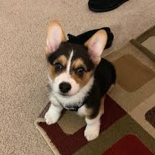 Prince corgi is a is a member. Available Puppies High Quality Corgi Pups