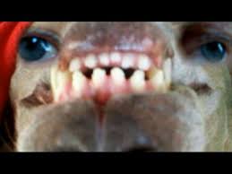 Check spelling or type a new query. Super Scary Pop Up Don T Look Bitey The Spider Monster From Dingus 12 Animapets