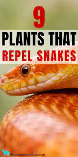 9 Plants That Repel Snakes The Organic Goat Lady In 2021 Snake Gardening Tips Plants