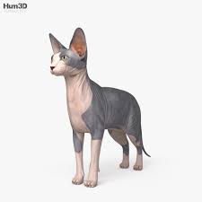 Just hanging out with my cat and talking about what i've learned about the breed. Sphynx Cat Hd 3d Model Animals On Hum3d