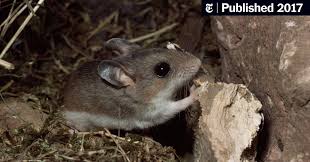 Coax the foster mother out of her nest. Why Are Some Mice And People Monogamous A Study Points To Genes The New York Times