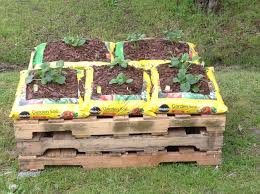 In today's episode we teach you how to make an inexpensive potting mix yourself by using some basic. My Weekend Project 3 Pallets 5 Bags Miracle Grow Potting Soil 1 4 Bag Brown Mulch 6 Squash And 2 Raised Veg Garden Grow Bags Gardening Landscaping Supplies
