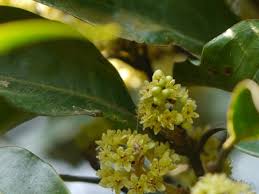 Image result for Beilschmiedia rwandensis