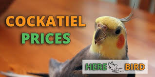 Parrots for sale near me. Cockatiel Prices How Much Are Coaktiels Going To Cost You