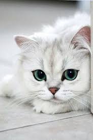 fondos de pantalla de gatos panosundaki pin