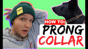 Prong collars exist for a reason, and many people(even dog lovers) will swear by them. How To Properly Fit A Prong Collar Sizing And Position Of The Prong Collar Dog Training Collars Youtube