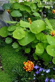 Nasturtiums — colorful flowers that are fast and easy to grow — provide edible blooms known for their peppery design ideas: Flowers You Can Eat Adding Edible Flowers To Your Salads And Garden