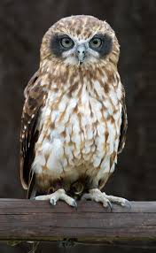 Birds Of Prey Northern Michigan Screeching Owl Owl Hoot Owl Animals