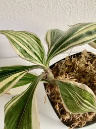 Image result for Tradescantia zanonia