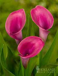 Enchantingly Pink The Hybrid Hot Flashes Calla Is A Must Have For Any Garden The Petals Carry A Rich Color Deep Ro Calla Lily Pink Calla Lilies Zantedeschia