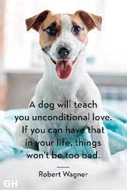 Maybe you would like to learn more about one of these? 30 Dog Quotes That Every Animal Lover Will Relate To Best Dog Quotes