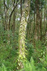 Ma ci sono anche banane blu, queste sono le banane blu di java, con un particolare sapore di crema alla vaniglia. Vanilla Planifolia Wikipedia