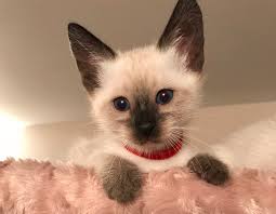 Blue eyed one month old siamese kitten looking at a mirror and fighting with his reflected image playfully. Siamese Kittens Bella Mia Cattery Siamese About Us