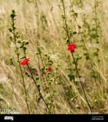 Image result for Hibiscus aponeurus