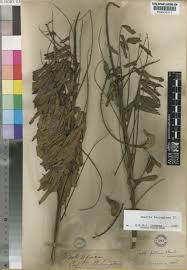 Image result for Cnestis