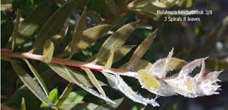 Image result for Eriosema flexuosum