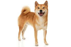 A small, alert and agile dog that copes very well with mountainous terrain and hiking trails. Shiba Inu Hund Charakter Ernahrung Pflege